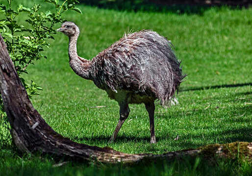 Ostrich nandu laso known as Darwin`s rhea. Latin name - Pterocnemia pennata