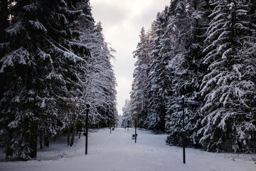 A snowy pine park in winter, covered in a thick blanket of fresh white snow, creating a serene and...