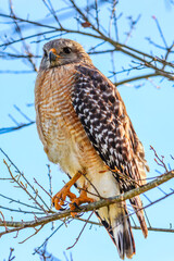 Hawk in the tree