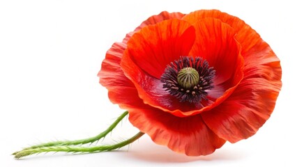 Single red poppy flower  isolated on white 