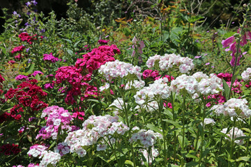 Bed of pink and white Sweet William blooms, Devon England
