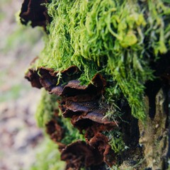 moss on tree