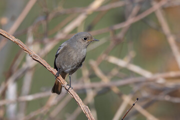 Young or female of  the black redstart (Phoenicurus ochruros) 