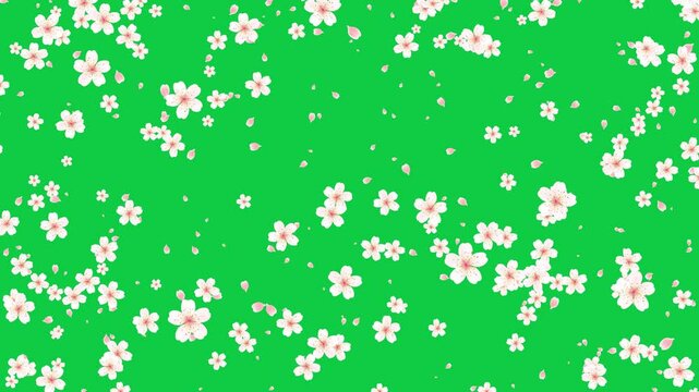 spring cherry flowers blossoms falling on green background animation, Japanese cherry blossom and petals isolated motion design element	