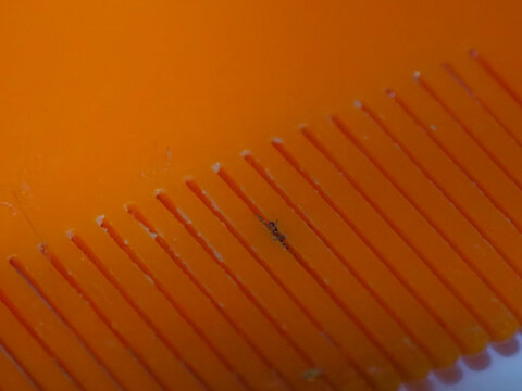 Close-up of an orange comb with a louse stuck between the teeth during hair combing