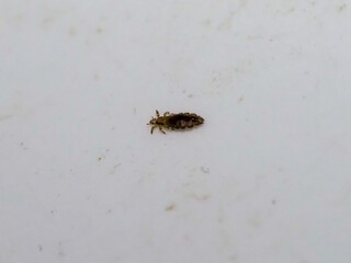 Close-up of a head louse on a white surface, showing detailed features and texture