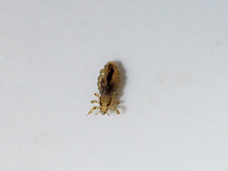 Close-up of a human head louse on a white background, showing detailed features and texture