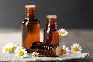 Bottles of essential oil and chamomile flowers on grey table, closeup