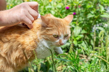 The cat's owner carries out flea prevention by putting drops on the animal's withers among the...
