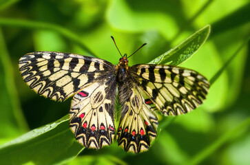 Zerynthia polyxena sitting butterfly, butterfly on a sunny meadow. spring butterflies, southern festoon. 