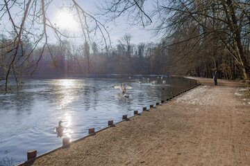 Swans on a frozen Stempflesee under morning sunlight, Augsburg, Germany – February 19, 2025..