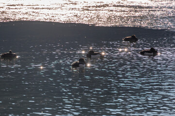 Fototapeta premium Tufted ducks in shimmering sunlight on Stempflesee, Augsburg, Germany – February 19, 2025..