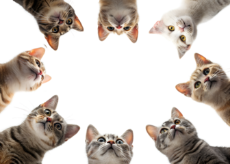 Group of cats looking up from a white background at a playful gathering showcasing various breeds and expressions of curiosity