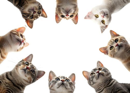 Group of cats looking up from a white background at a playful gathering showcasing various breeds and expressions of curiosity