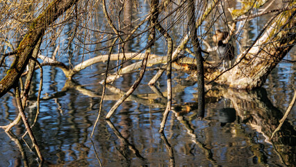 Tangled branches and reflections on Stempflesee, Augsburg, Germany – February 19, 2025..