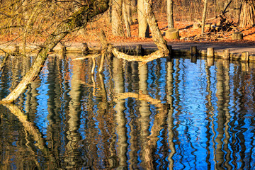 Naklejka premium Tangled branches and reflections on Stempflesee, Augsburg, Germany – February 19, 2025..