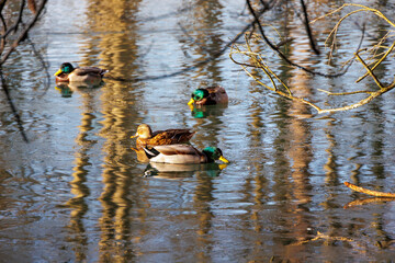 Three male mallards swimming on Stempflesee, Augsburg, Germany – February 19, 2025..