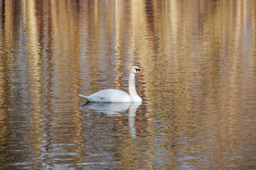 Mute swan gliding on golden reflections at Stempflesee, Augsburg, Germany – February 19, 2025..
