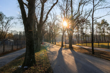 Naklejka premium Tree-lined path at sunrise in Augsburg, Germany – February 19, 2025