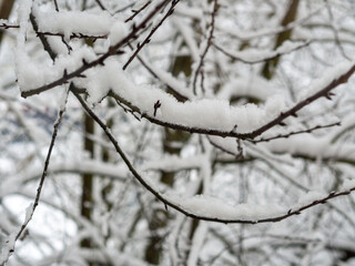 Closeup of tree branch with snow. Cold winter cloudy day. Ice covered twigs during hard winter. Heavy snowfall forecast	