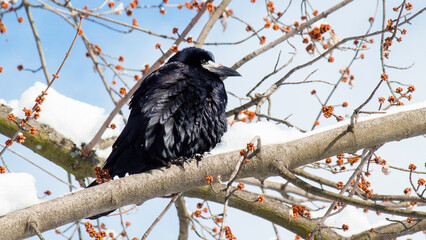 red tailed hawk