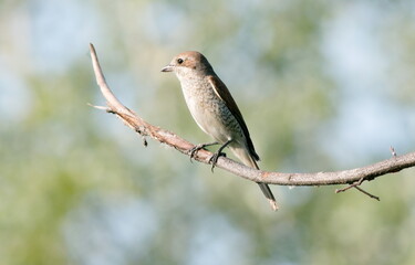 red backed shrike