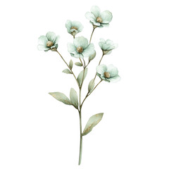  Flower Stem on transparent background