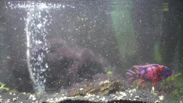 Aquarium cleaning with siphon, colourful fishes swimming in dirty water, aquarium stones overgrown with algae, air sponge filter with bubbles on background