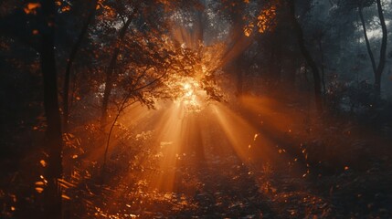 Fototapeta premium Sunbeams Illuminate Misty Autumn Forest Scene
