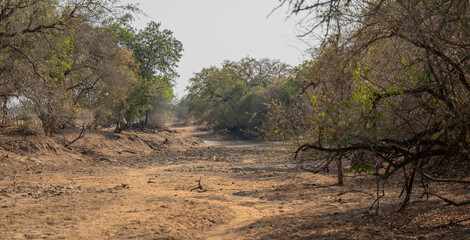 Landscape - Flora Botany Bush in Kruger Nationalpark