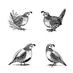 Gambel’s Quail