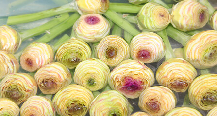 many artichokes with stems cut by the greengrocer soaking in a solution of water and lemon