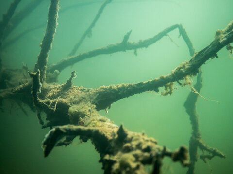 Fallen tree underwater in lake covered by algae
