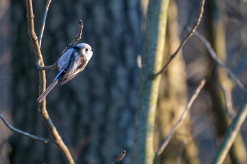 Tiny acrobat of the avian world, a Long-tailed Tit perches delicately on a winter branch, its fluffy plumage and curious gaze capturing the beauty of nature's small wonders.