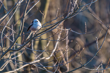 Tiny acrobat of the avian world, a Long-tailed Tit perches delicately on a winter branch, its...