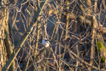 Tiny acrobat of the avian world, a Long-tailed Tit perches delicately on a winter branch, its...