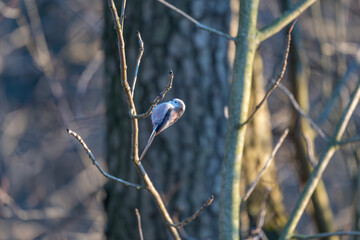 Tiny acrobat of the avian world, a Long-tailed Tit perches delicately on a winter branch, its...