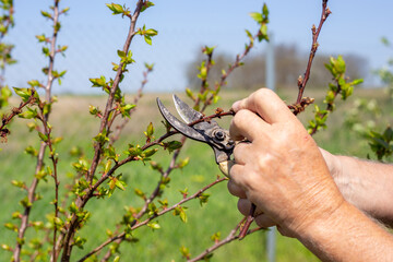 A gardener trims young branches of young fruit trees with pruning shears on a spring day. Forming...