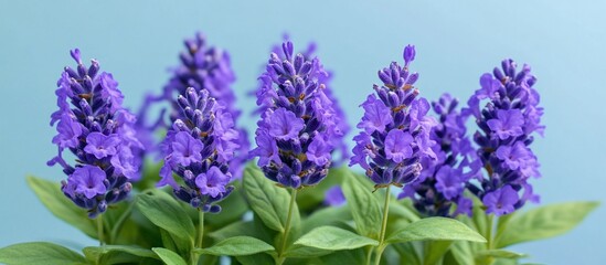 Obraz premium Vibrant purple lavender flowers arranged beautifully against a soft blue background