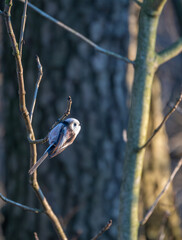 Tiny acrobat of the avian world, a Long-tailed Tit perches delicately on a winter branch, its...
