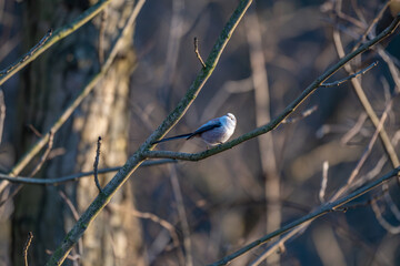 Tiny acrobat of the avian world, a Long-tailed Tit perches delicately on a winter branch, its fluffy plumage and curious gaze capturing the beauty of nature's small wonders.
