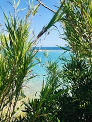 sea through the bushes