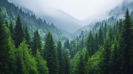 Fototapeta premium A rugged mountain wilderness covered in lush green pine trees. 