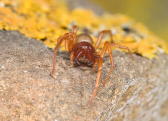 Woodlouse spider or sowbug hunter (Dysdera crocata) is a spider native to Mediterranan Basin but with a cosmopolitan distribution today.. Sardinia, Italy