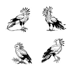 Secretary Bird