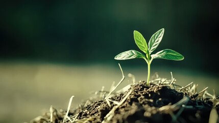 New Life: A young sprout, bursting with vitality, emerges from the fertile earth. Bathed in soft light, it embodies hope, renewal, and the promise of growth.