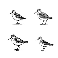 Western Sandpiper