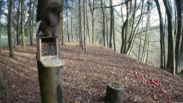 trail camera video of a red squirrel taking a hazelnut from a squirrel feeder