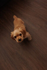 Сocker spaniel puppy looks up. She stands in the apartment with laminate flooring.
