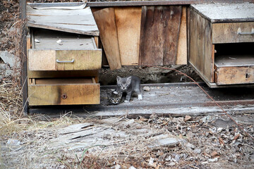 Stray kittens in an abandoned dilapidated house